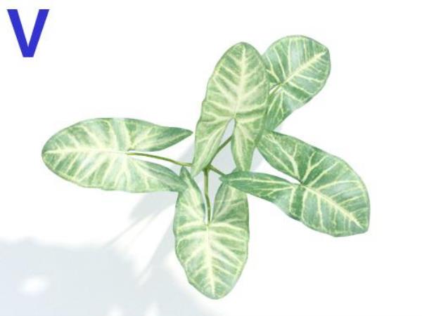 Plant 3D Model